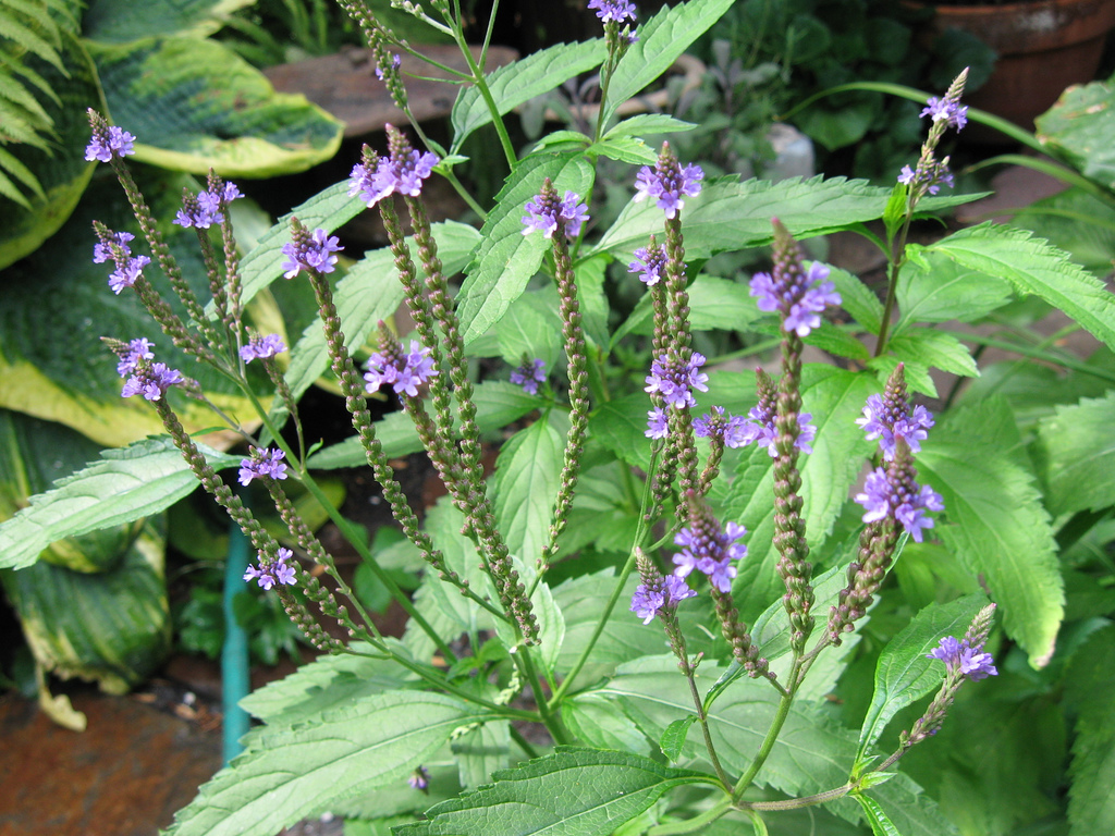 European verbena